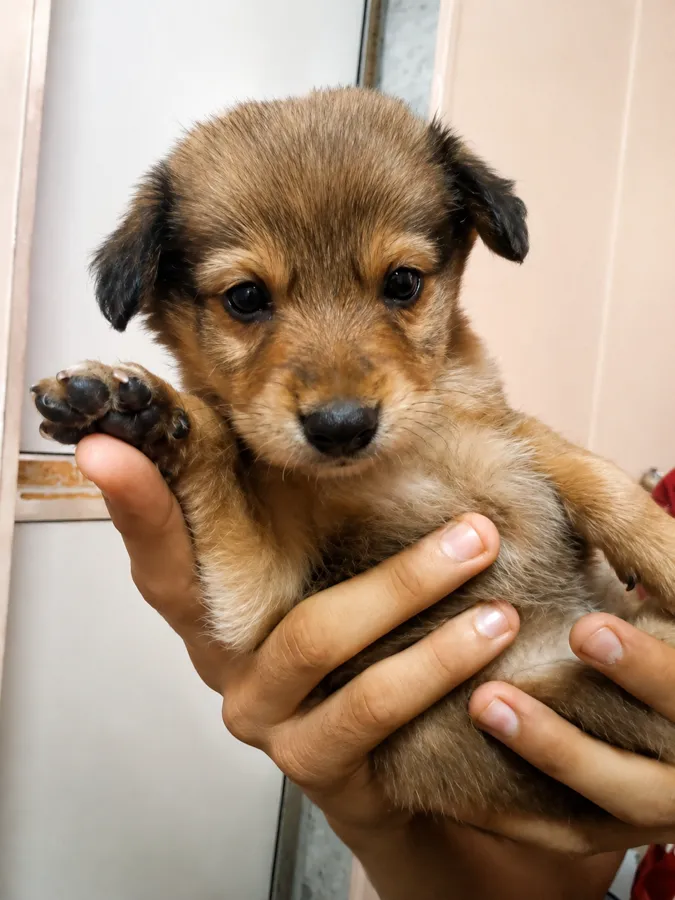 Meebo as a puppy — the stray who stayed.
