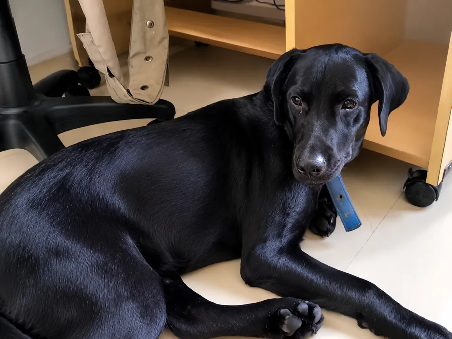 Mia by the desk.